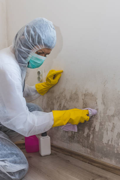 Best Industrial Mold Remediation  in Maywood, IL