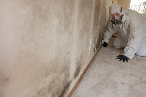Best Emergency Mold Remediation  in Maywood, IL